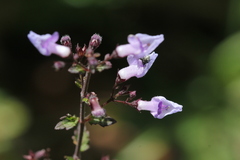 Isodon amethystoides