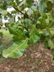 Anacardium