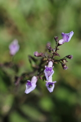Isodon amethystoides