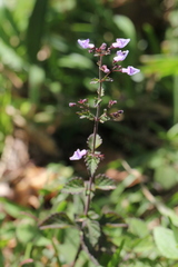 Isodon amethystoides