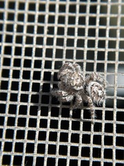 Phidippus asotus