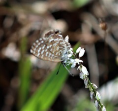 Theclinesthes sulpitius