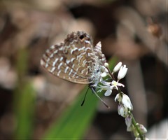 Theclinesthes sulpitius