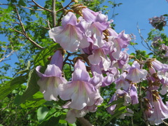 Paulownia tomentosa