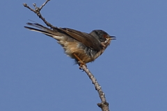 Curruca iberiae