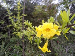 Tabebuia nodosa