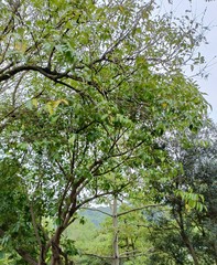 Glochidion lanceolatum