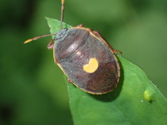 Colpoproctus pullus