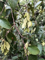 Carpinus kawakamii
