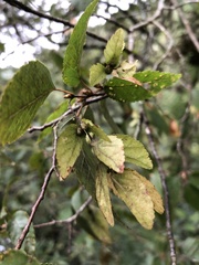Carpinus kawakamii