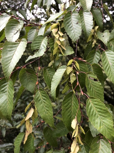 Carpinus kawakamii Hayata