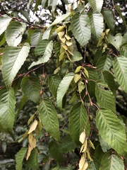Carpinus kawakamii