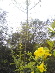 Tabebuia nodosa