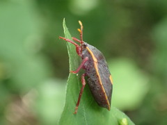 Colpoproctus pullus