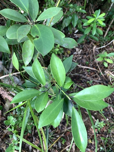 Image of Ilex integra by (c) 呂一起(Lu i-chi), some rights reserved (CC BY)