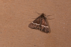 Pyrausta cingulata