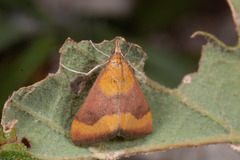 Pyrausta castalis