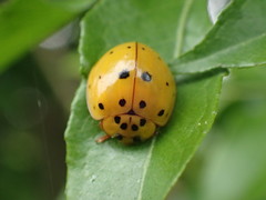 Harmonia vigintiduomaculata