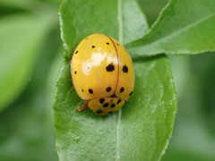 Harmonia vigintiduomaculata