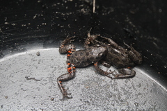 Hylambates maculatus