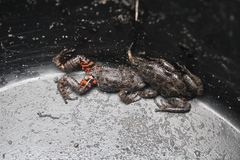 Hylambates maculatus