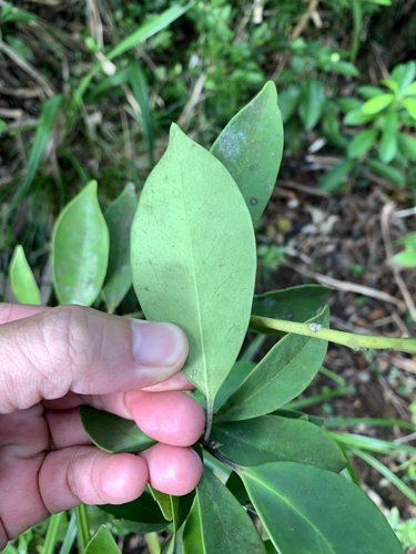 Image of Ilex integra by (c) 呂一起(Lu i-chi), some rights reserved (CC BY)