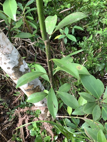 Image of Ilex integra by (c) 呂一起(Lu i-chi), some rights reserved (CC BY)