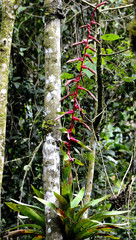 Tillandsia fendleri