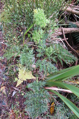 Anisotome haastii