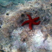 photo of Mediterranean Red Sea Star (Echinaster sepositus)