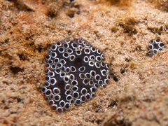 Aplousobranchia
