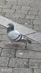 Columba livia domestica