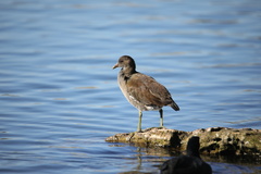 Gallinula chloropus