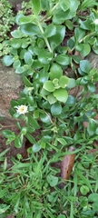 Delosperma tradescantioides