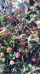 Drosanthemum ambiguum