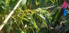 Amaranthus australis