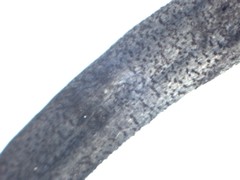 Geoglossum fallax