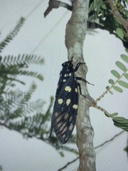 Gaeana maculata