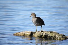 Gallinula chloropus