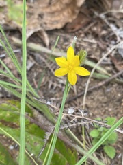 Hypoxis filiformis
