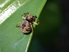 Strigoplus guizhouensis