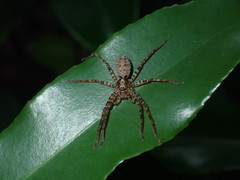 Heteropoda amphora