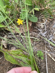 Hypoxis filiformis