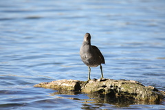 Gallinula chloropus