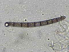 Geoglossum fallax