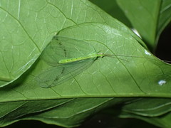 Apochrysa voeltzkowi