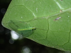 Apochrysa voeltzkowi