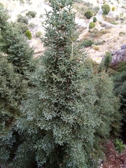 Abies pinsapo pinsapo