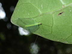 Apochrysa voeltzkowi