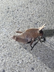 Lobosceliana